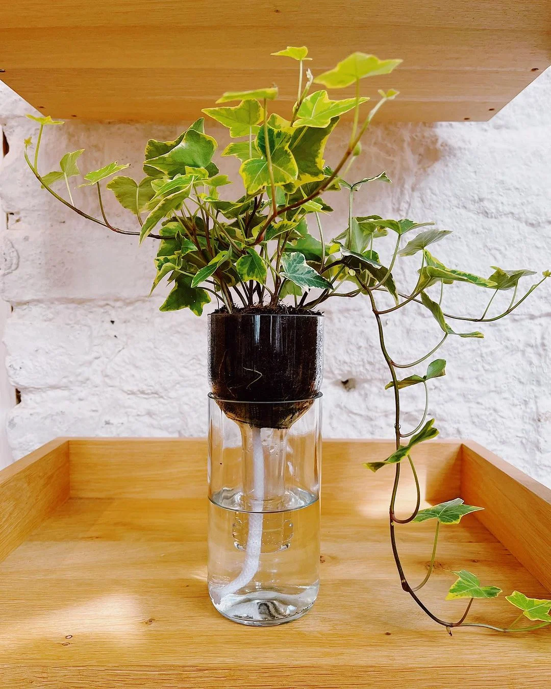 A self-watering pot with a vibrant plant displayed in a glass vase, elegantly positioned on a shelf.