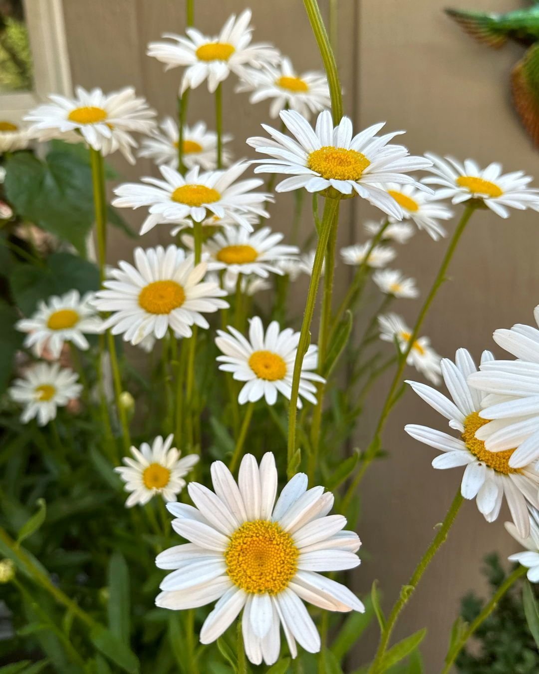 A pot filled with Shasta daisies, featuring white petals and vibrant yellow centers, creating a cheerful floral display.