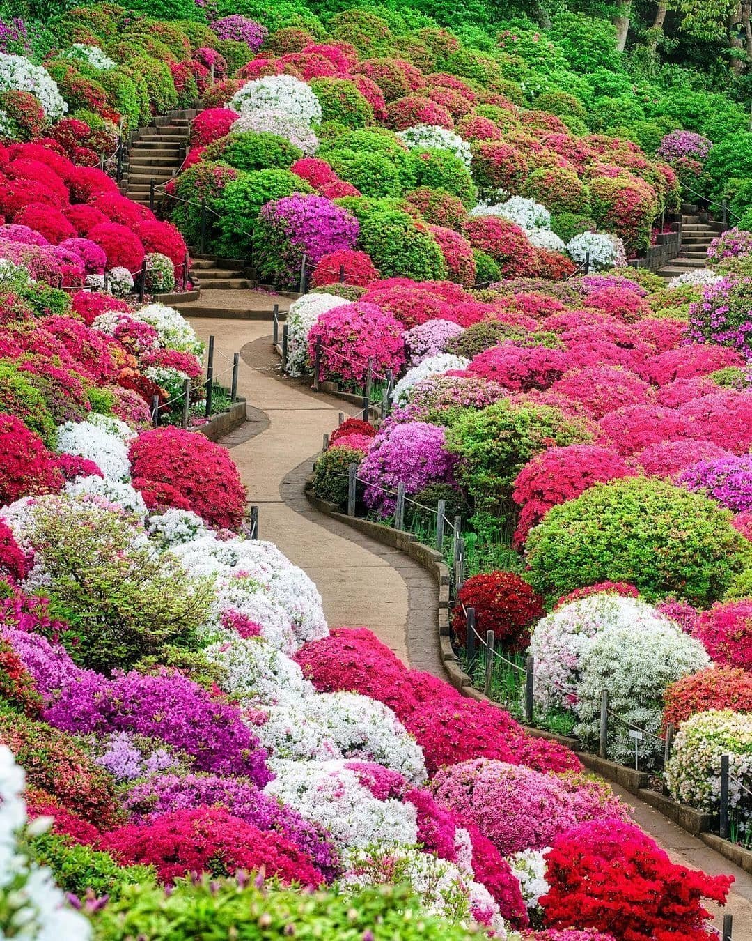 A vibrant garden filled with various colored flowers, featuring azalea shrubs thriving in a shaded slope.