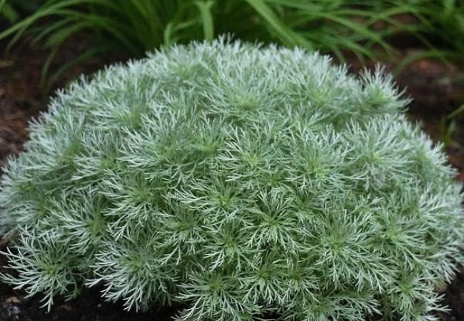 Silver Mound Artemisia : Growing and Caring for This Ornamental Plant