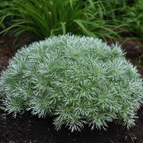 A small Silver Mound Artemisia plant adorned with delicate white flowers in a vibrant garden setting.