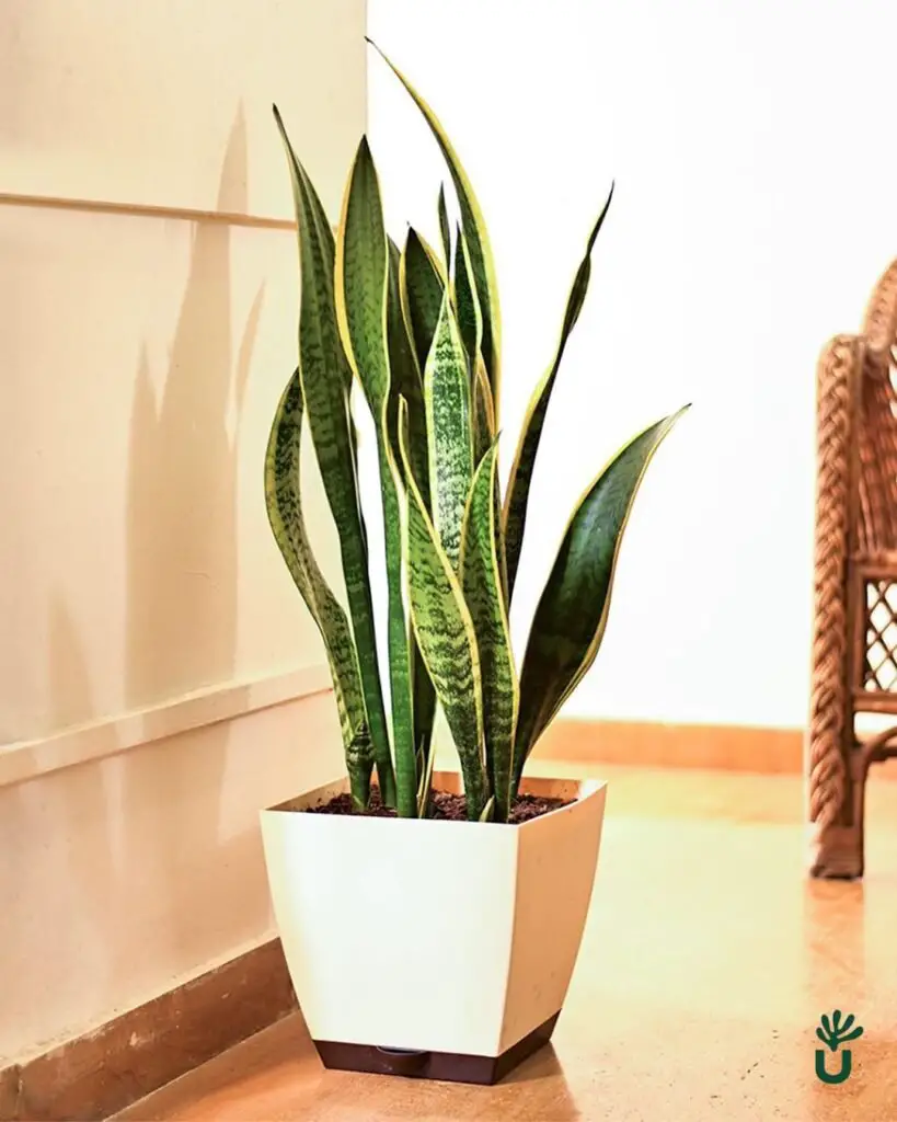 Snake Plant