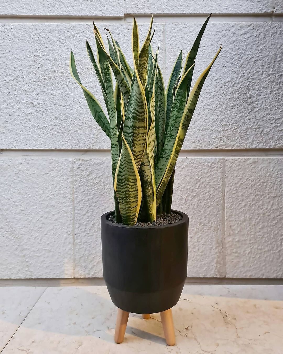 A snake plant in a black pot, elegantly displayed on a wooden stand, showcasing its vibrant green leaves.