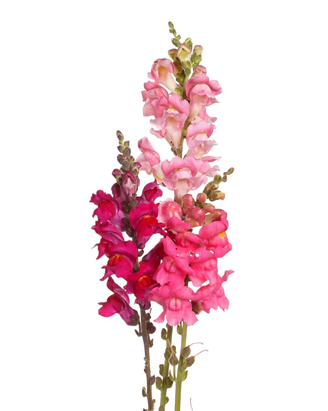 A vase filled with vibrant pink and red snapdragon flowers, showcasing their delicate petals and lush greenery.