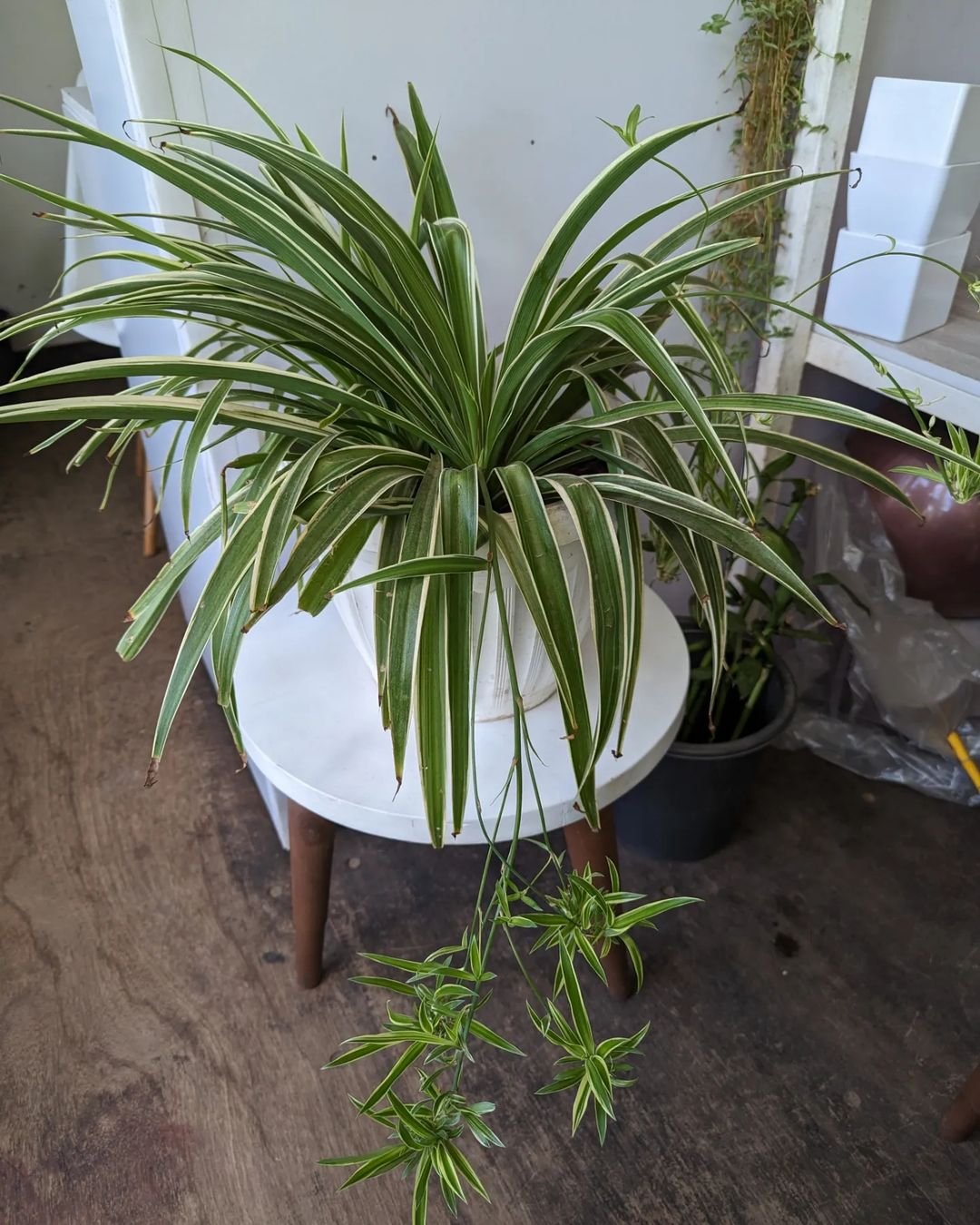 A Spider Plant positioned on a small table beside a chair, showcasing its vibrant green leaves and decorative appeal.
