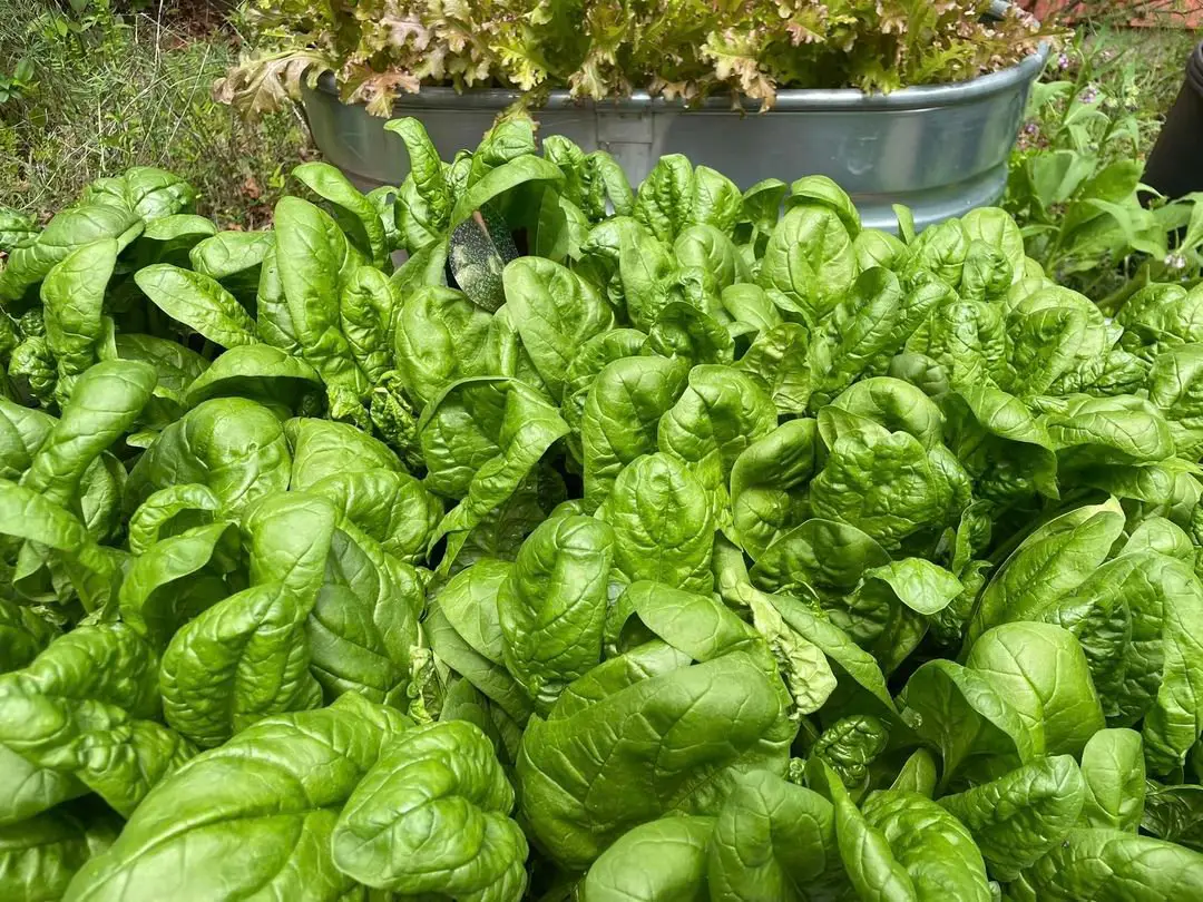 A large bucket of fresh green spinach in a garden.