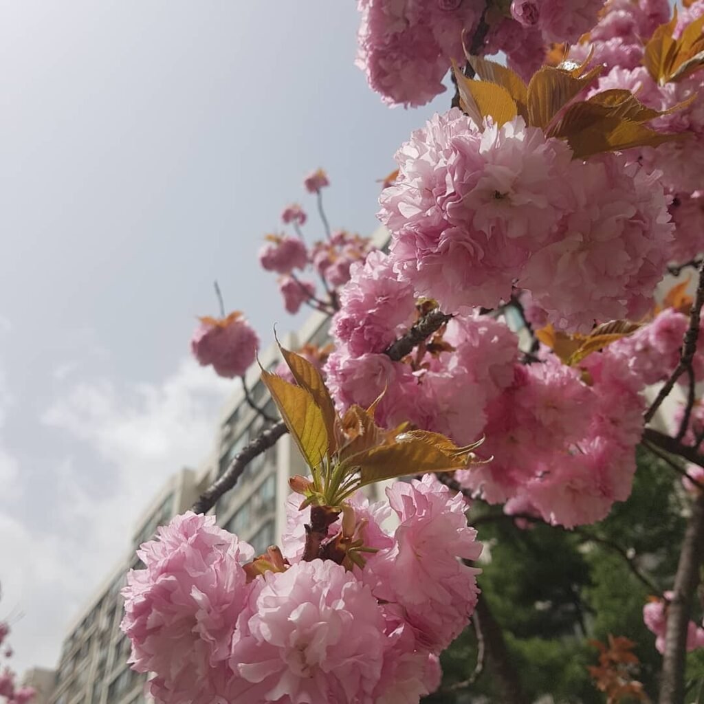 Cherry blossoms are delicate, pink-hued flowers that bloom in spring, symbolizing the fleeting beauty of nature and heralding the arrival of warmer seasons.