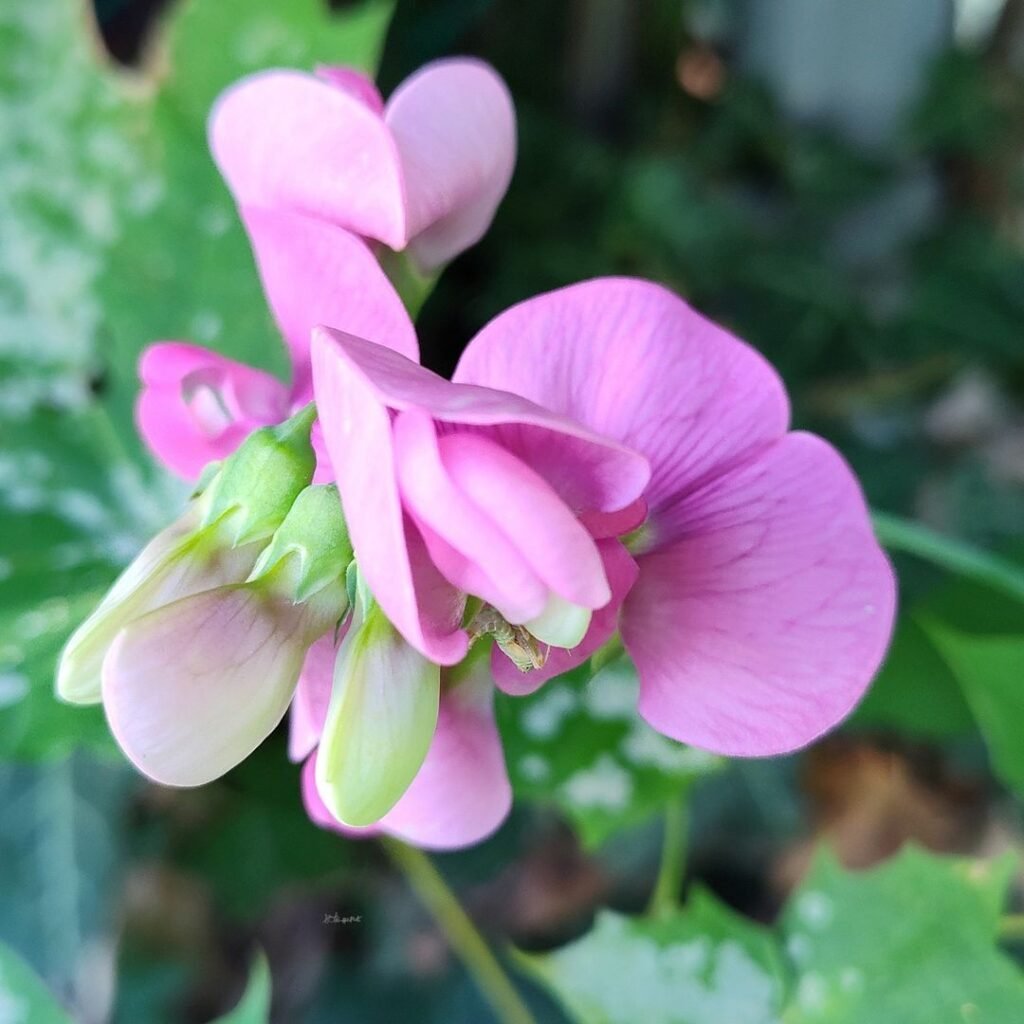 Sweet peas are charming, fragrant flowers with delicate, colorful blossoms that add a touch of elegance and sweetness to gardens and bouquets.