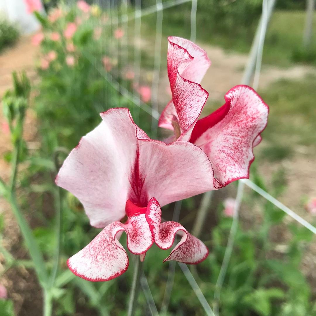 Detailed close-up of a pink Sweet Pea flower, showcasing its delicate petals in a lush garden environment.