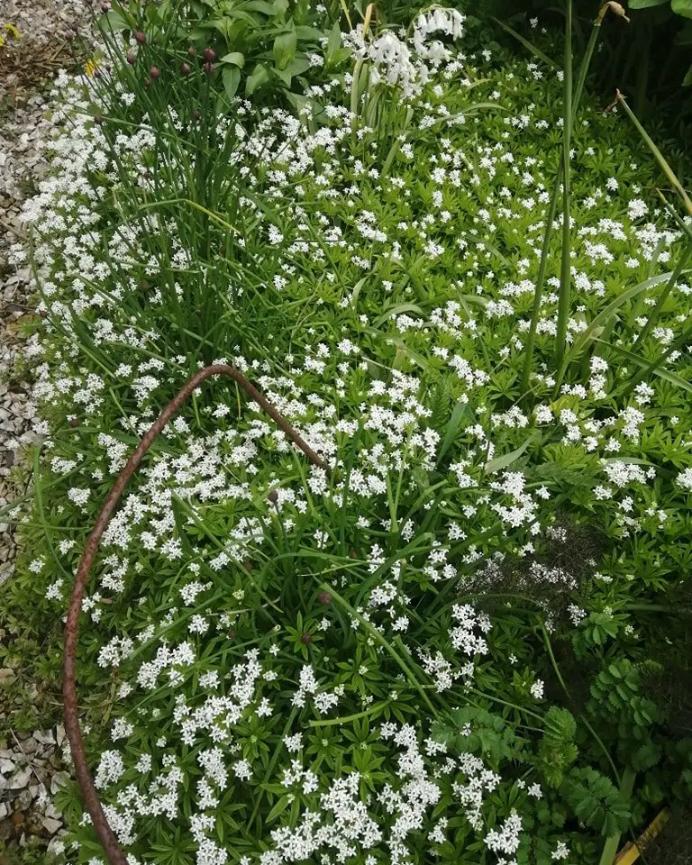 A serene garden featuring lush green grass adorned with delicate white flowers, including Sweet Woodruff.