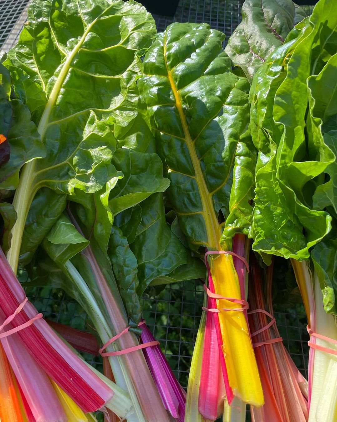 Assorted colorful vegetables including Swiss Chard on a table.