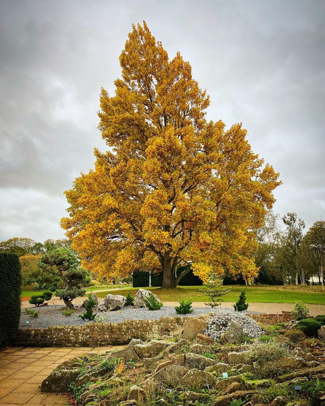 A Tulip Tree stands majestically in a park, surrounded by rocks and other trees, creating a serene natural landscape