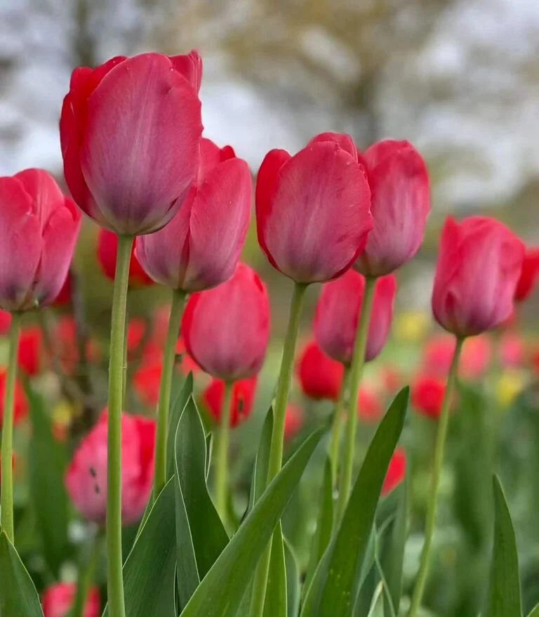 A cluster of bright red tulips standing tall in a picturesque field, surrounded by greenery.