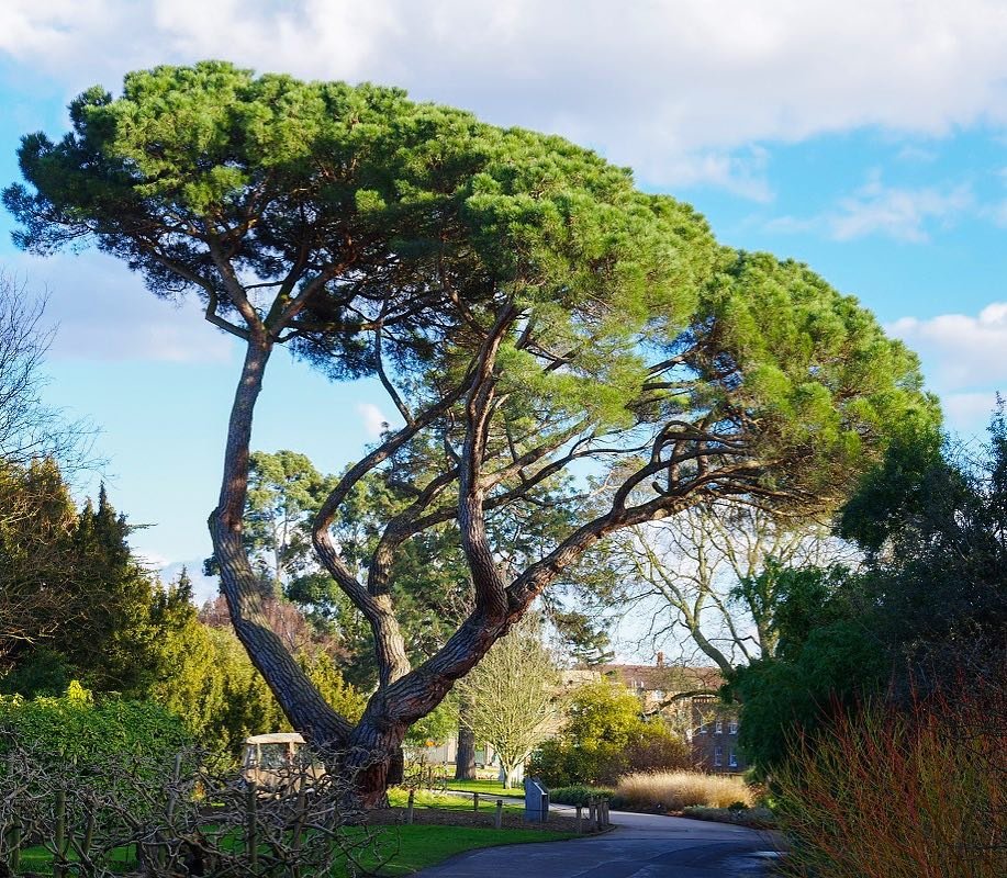  A large Umbrella Pine tree featuring a thick trunk and a small branch extending from its side.