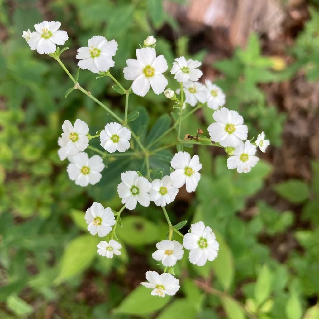 **Euphorbia corollata** is a perennial plant native to North America, known for its bushy growth and clusters of small, white flowers that attract pollinators.