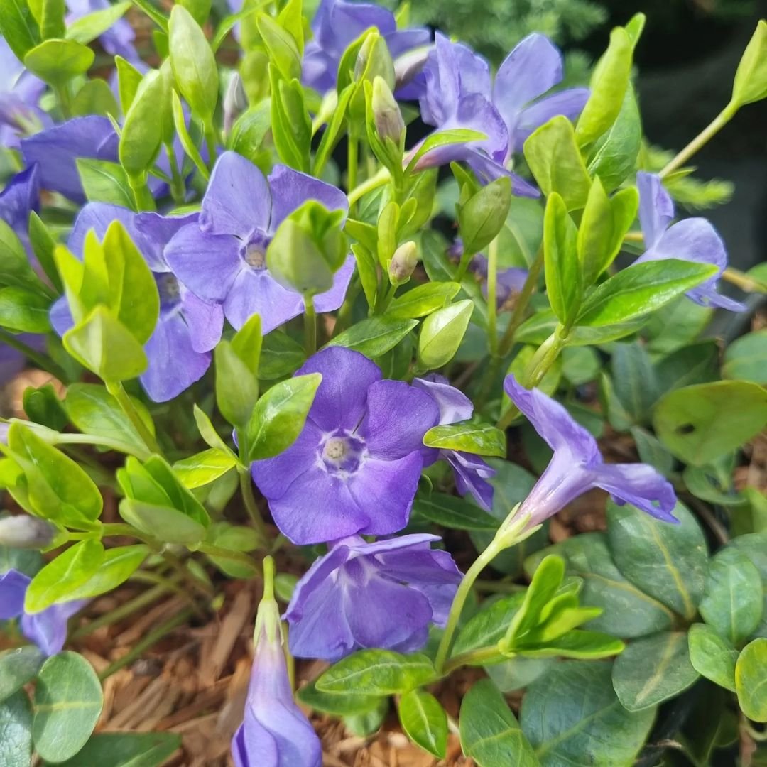 A Vinca Minor plant featuring vibrant purple flowers surrounded by lush green leaves in a natural setting.