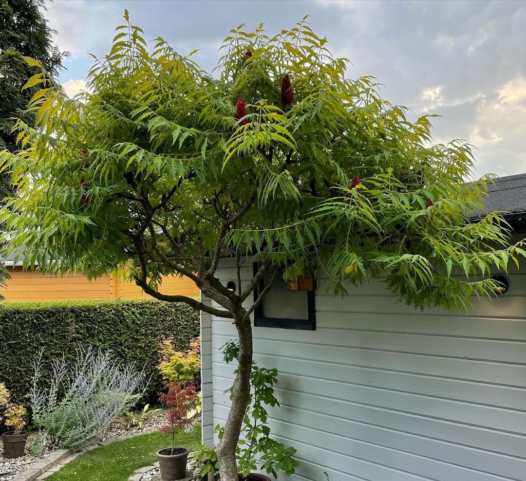 A potted Vinegar Tree with vibrant red berries positioned beside a house, showcasing its ornamental beauty.