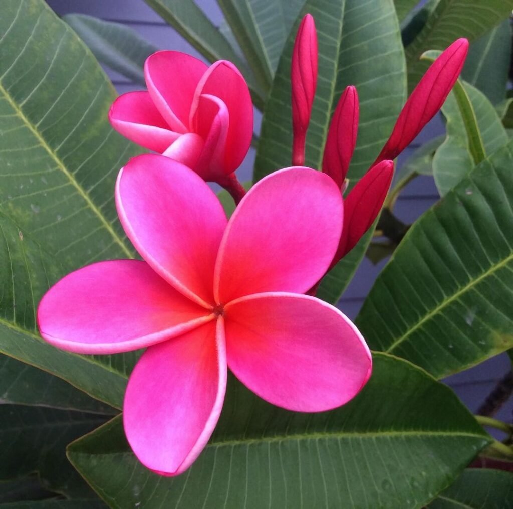 Pink Plumeria is a tropical flowering plant admired for its fragrant, pink, star-shaped blossoms and lush, green foliage.