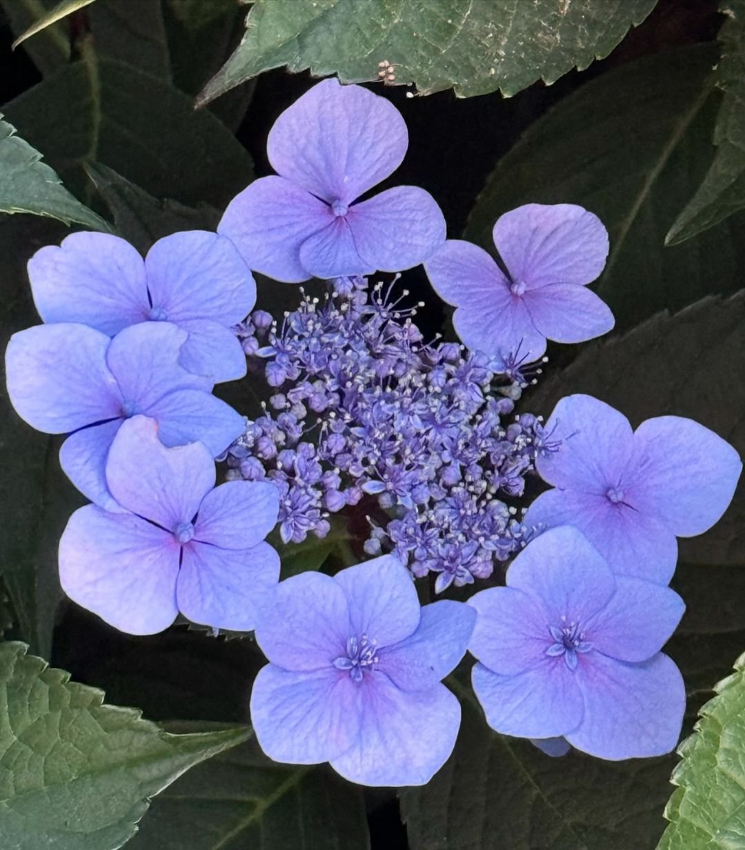 Purple hydrangeas