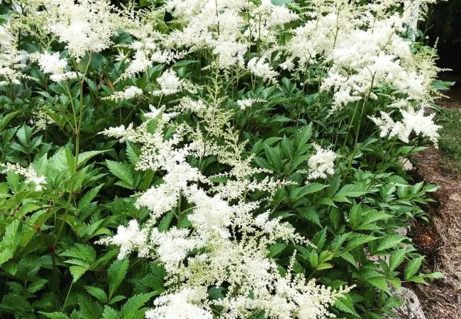 White Astilbe Visions : Growing and Caring for This Elegant Perennial