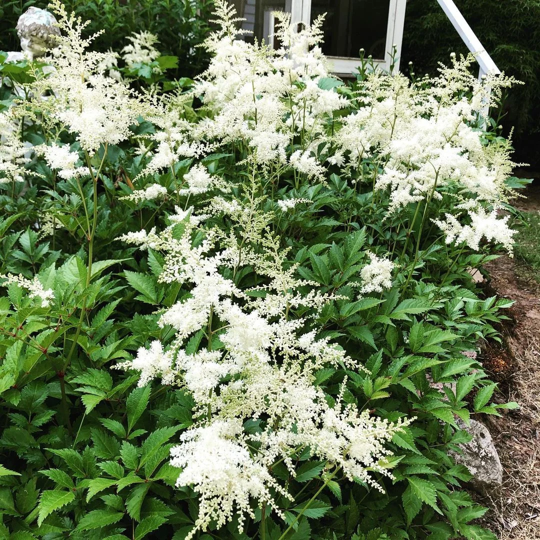 A white Astilbe 'Visions' flower plant blooming in front of a charming house, showcasing its delicate petals and lush greenery.
