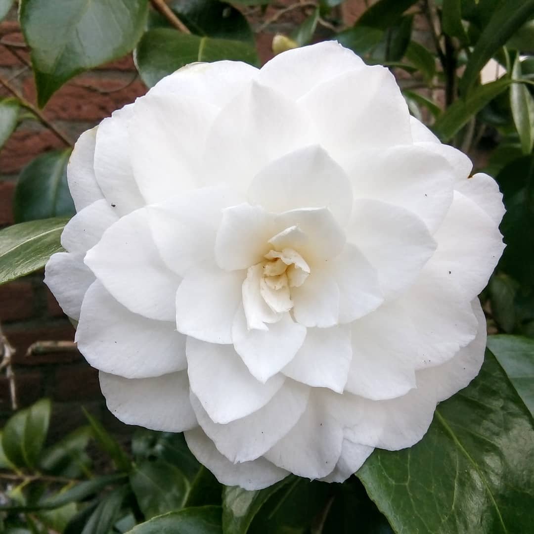 A pristine white camellia flower displayed prominently, highlighting its soft petals against a blurred green backdrop.