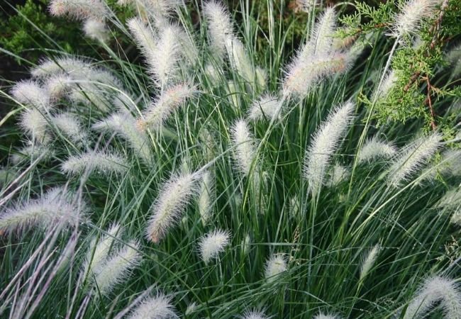 White Fountain Grass : Growing and Caring for Pennisetum Setaceum