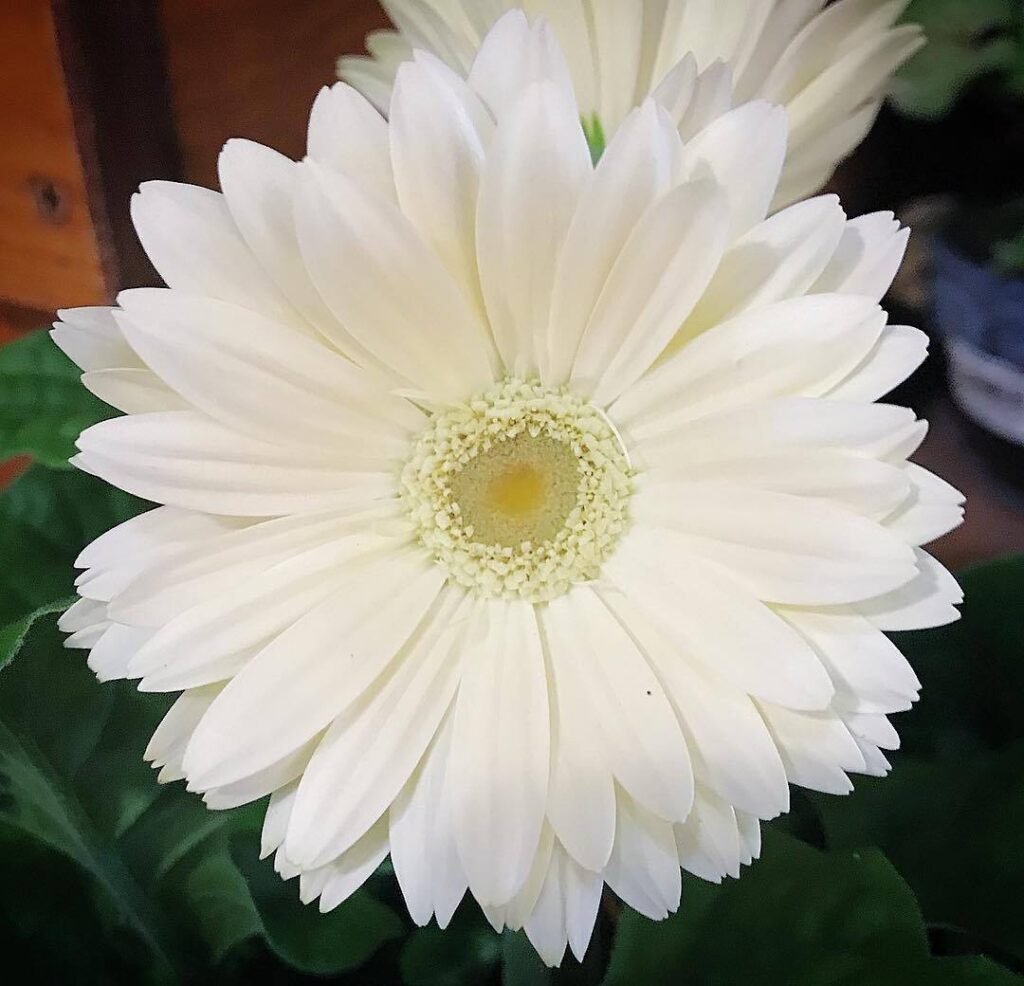 White Gerbera daisies symbolize purity and innocence, adding a fresh and vibrant touch to any floral arrangement.White Gerbera Daisy 