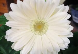 White Gerbera Daisy: A Complete Guide to Growing and Caring for This Elegant Bloom (2024)