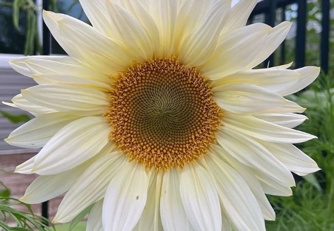 A vibrant wild sunflower stands tall amidst lush green foliage, showcasing its bright yellow petals and sturdy stem.