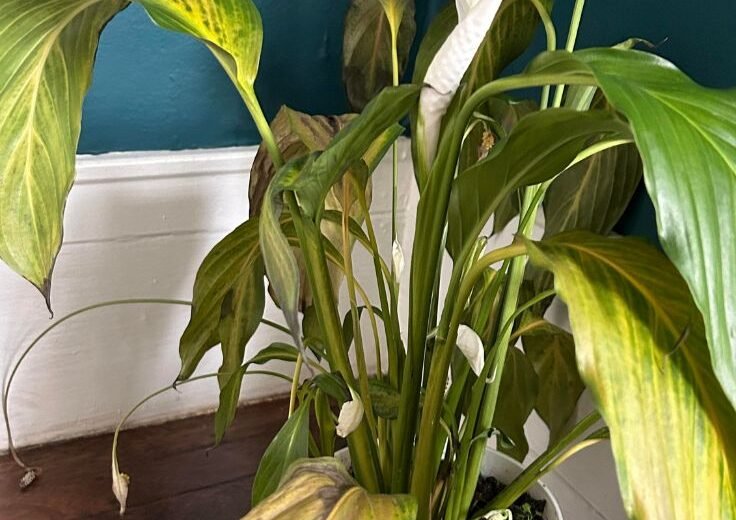 Why Are My Peace Lily Flowers Turning Brown