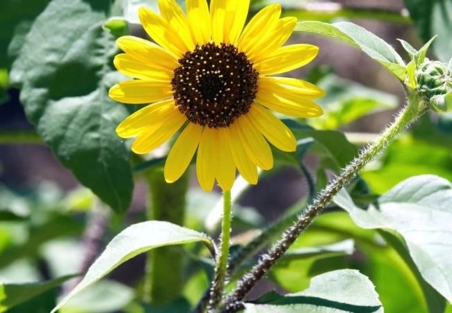 Wild Sunflowers : How to Grow and Care for These Resilient Blooms