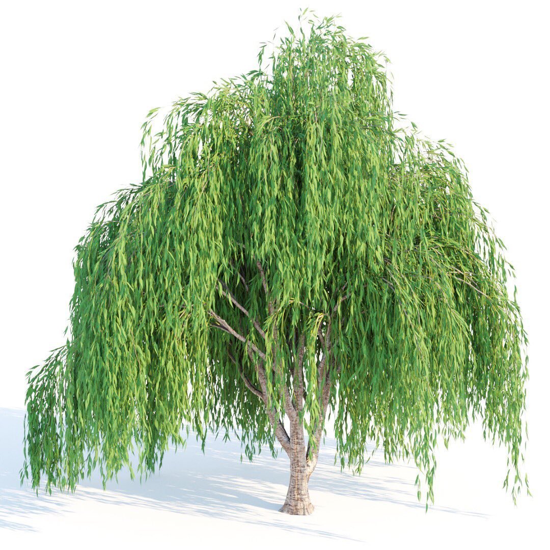 3D model of a willow tree, showcasing its intricate branches and leaves, designed by 3D-Model, featuring a willow bush.