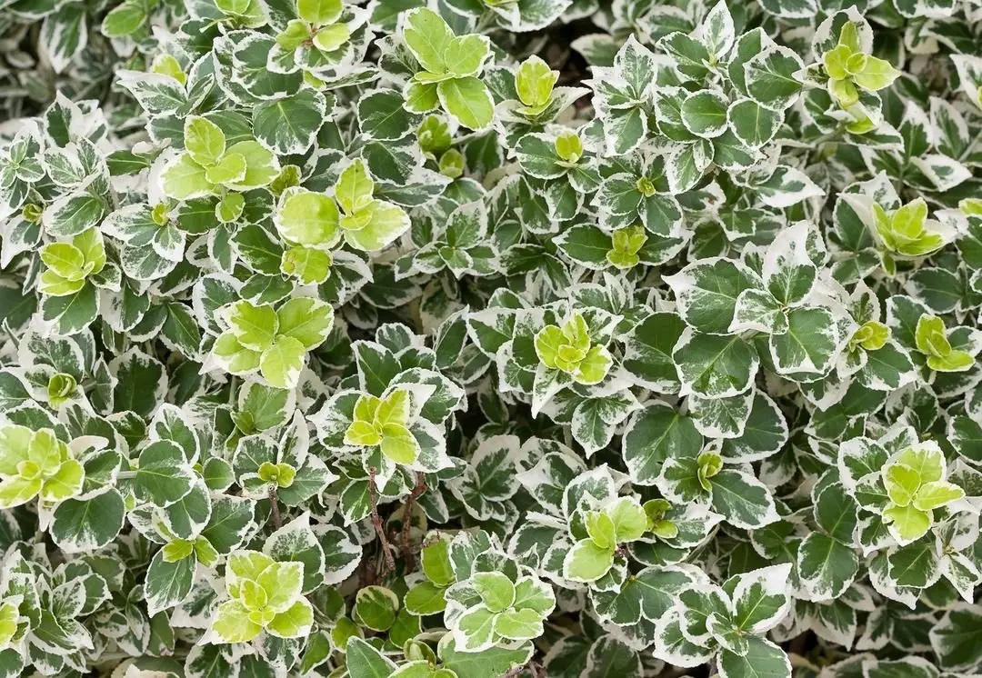 A Wintercreeper plant featuring vibrant green and white variegated leaves, showcasing its unique foliage.