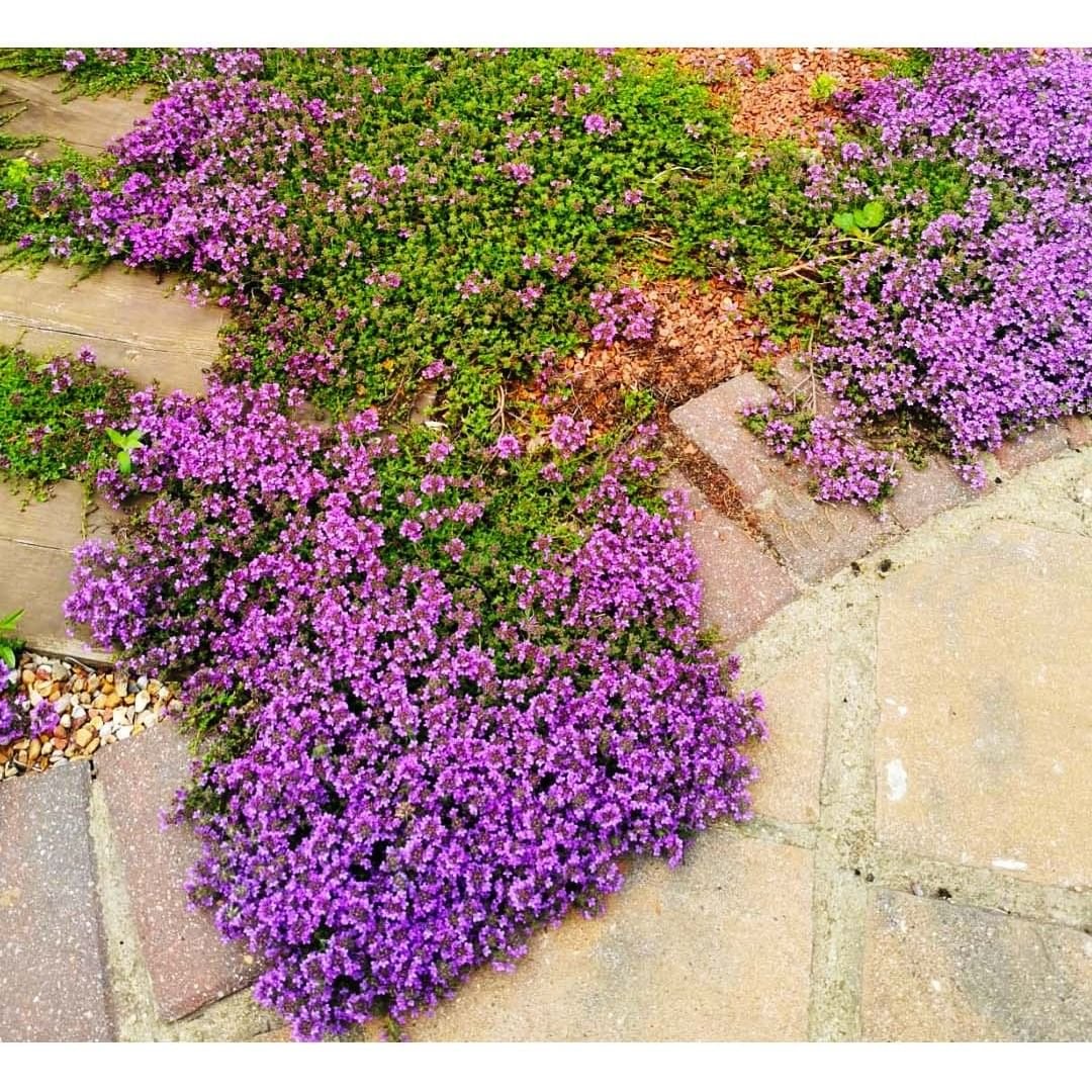 Purple Woolly Thyme flowers blooming alongside a brick path, enhancing the natural beauty of the garden setting.