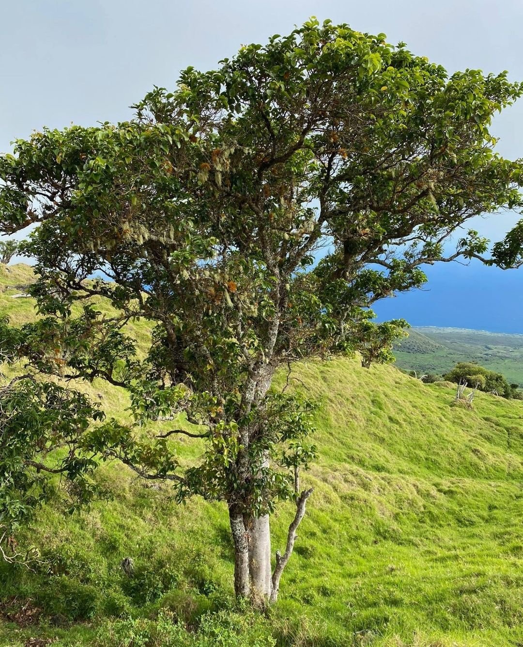 A solitary Xylosma tree stands gracefully on a lush, green hillside under a clear blue sky.