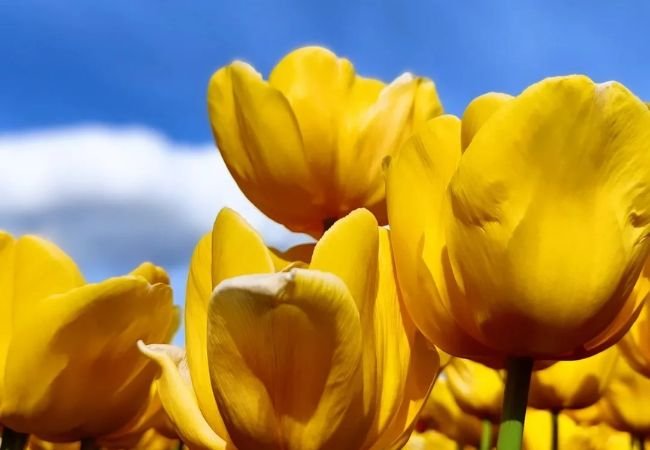 Yellow Tulips : A Comprehensive Guide to Growing Sunny Spring Blooms (2024)