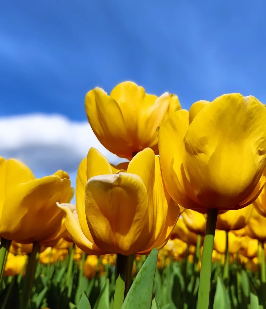 A vibrant field of yellow tulips under a clear blue sky, showcasing the beauty of springtime blooms.