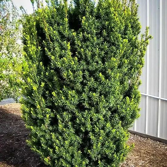 A building with a large green Taxus bush in the foreground.