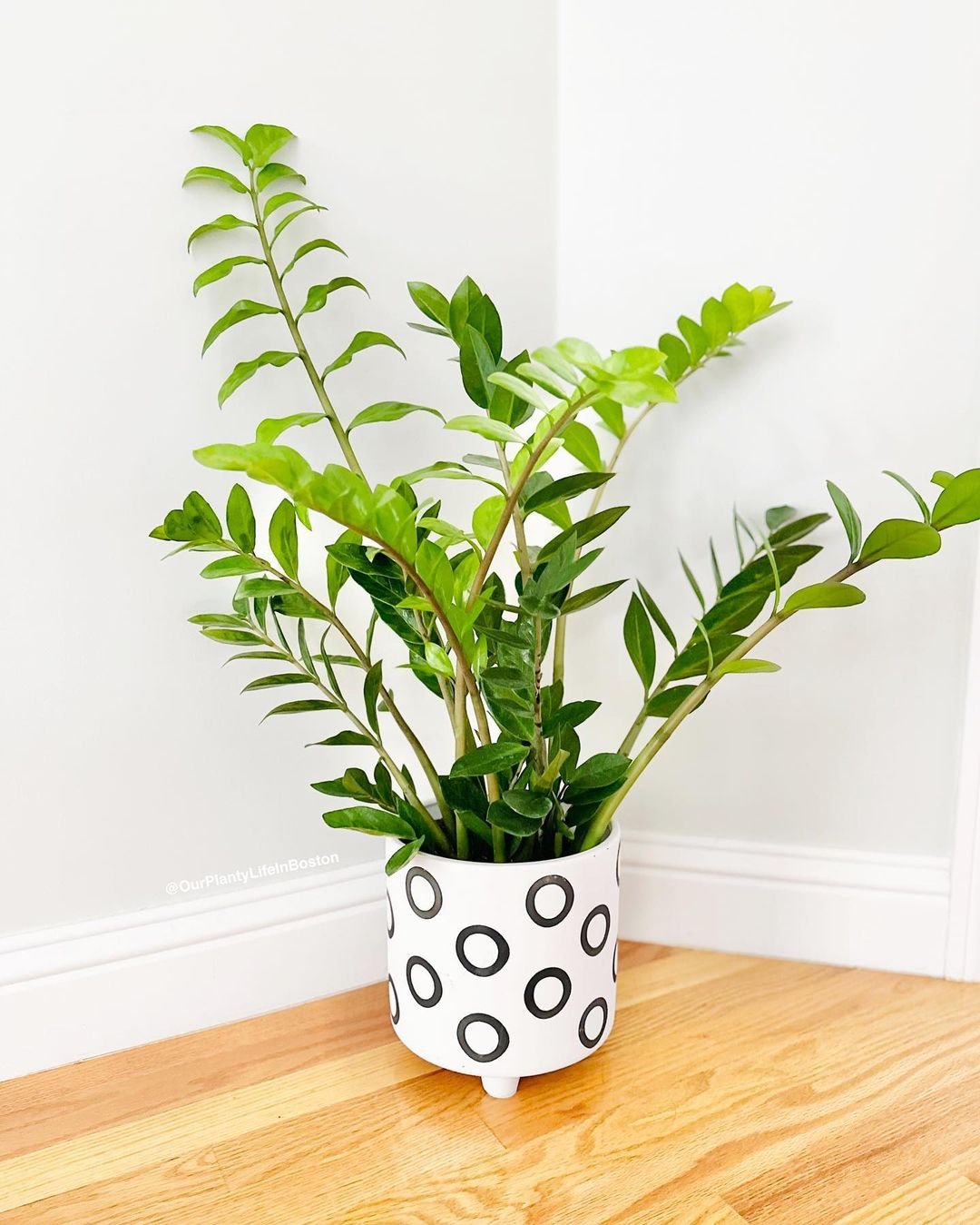 A potted plant featuring black and white polka dots, known as ZZ Plant.