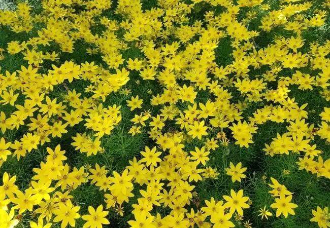 Zagreb Tickseed : Growing and Caring for This Bright Perennial