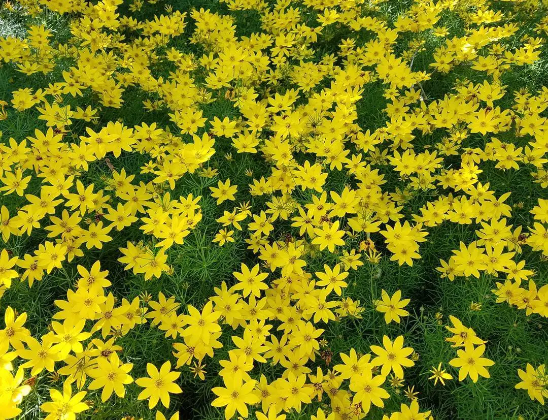 A vibrant display of yellow Zagreb Tickseed flowers blooming in a lush garden setting.