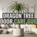 Madagascar Dragon Tree Care: Easy Guide for Indoors 3 Madagascar Dragon Tree Care: Easy Guide for Indoors