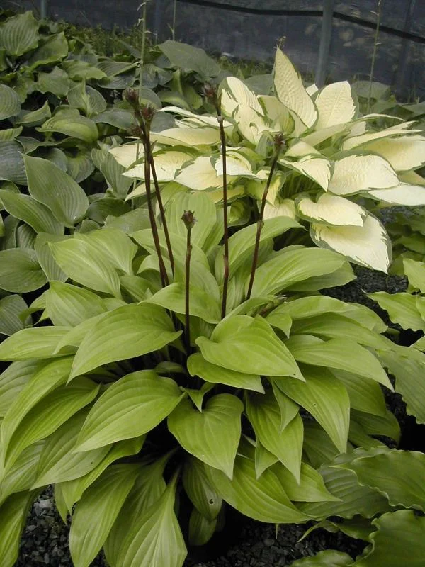 Hosta 'Beet Salad'