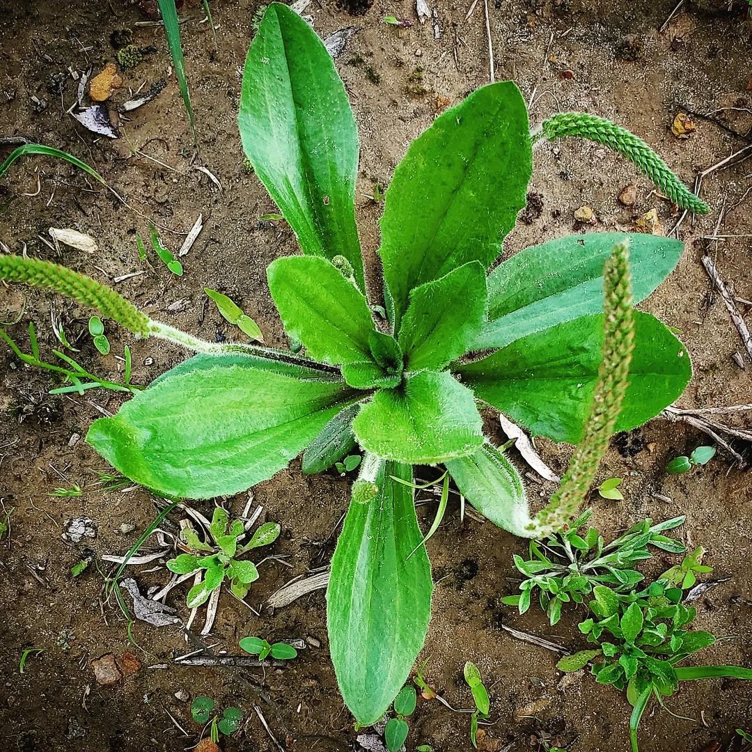 A Broadleaf Plantain with vibrant green leaves emerging from rich, dark soil, showcasing its natural growth in the earth.