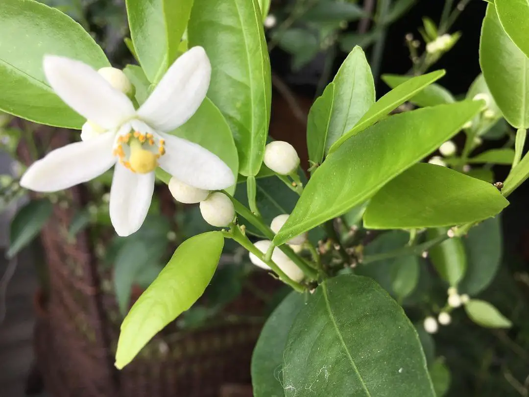  Close-up of a lemon tree featuring vibrant white clementine flowers, highlighting the intricate details of the blossoms.