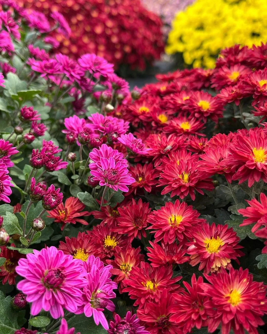 Chrysanthemums