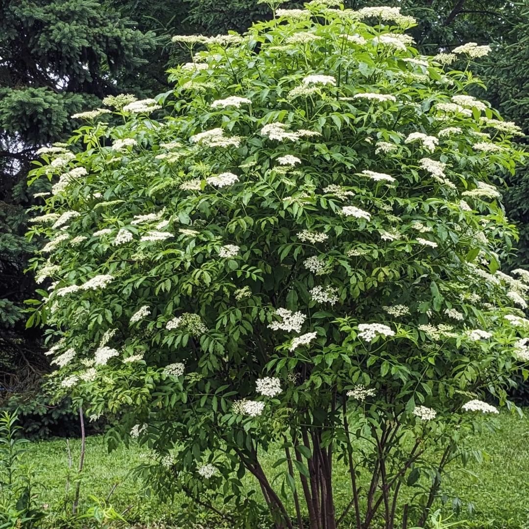 A large tree adorned with white flowers stands prominently in a yard surrounded by elderberry bushes.