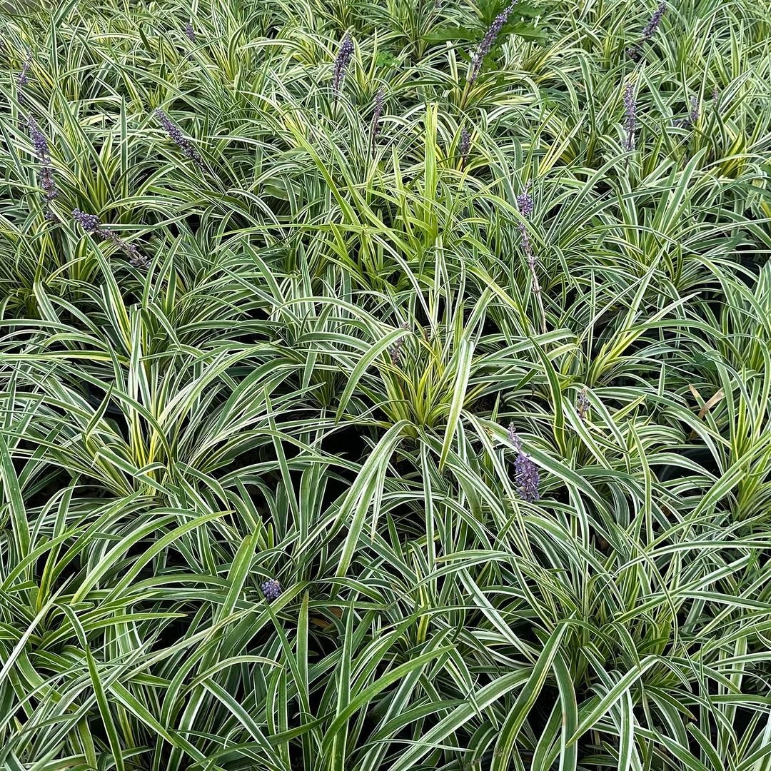 A vast field of grass with purple flowers, featuring mondo grass.