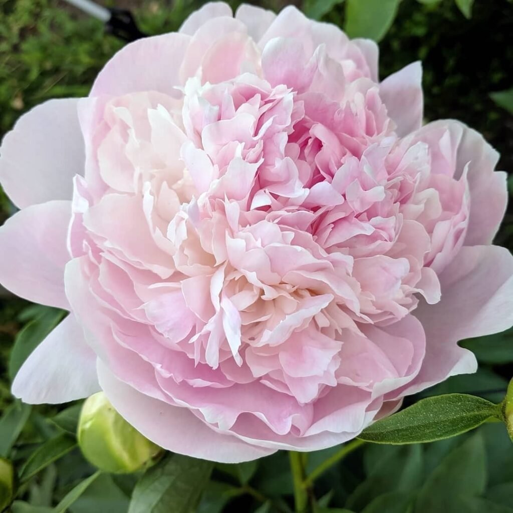 Peonies are lush, aromatic flowers admired for their large, fragrant blooms and vibrant colors, adding a touch of elegance to any garden.